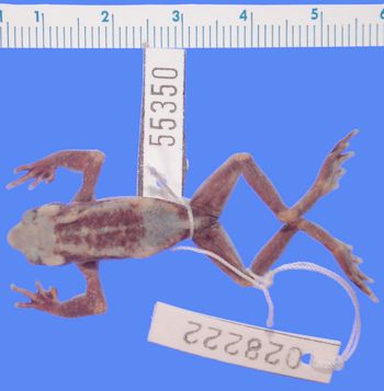 Media type: image; Herpetology A-55350